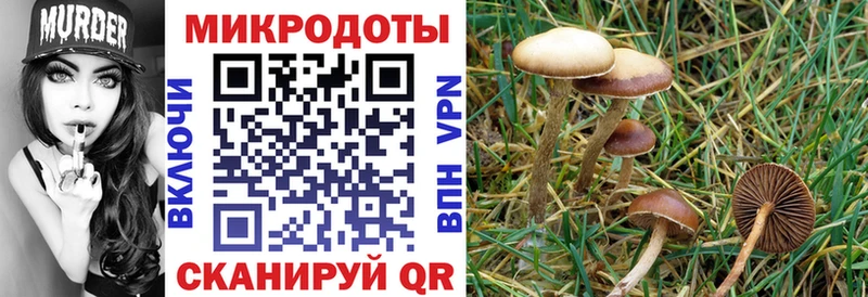 Купить где  Покачи  Галлюциногенные грибы мицелий 